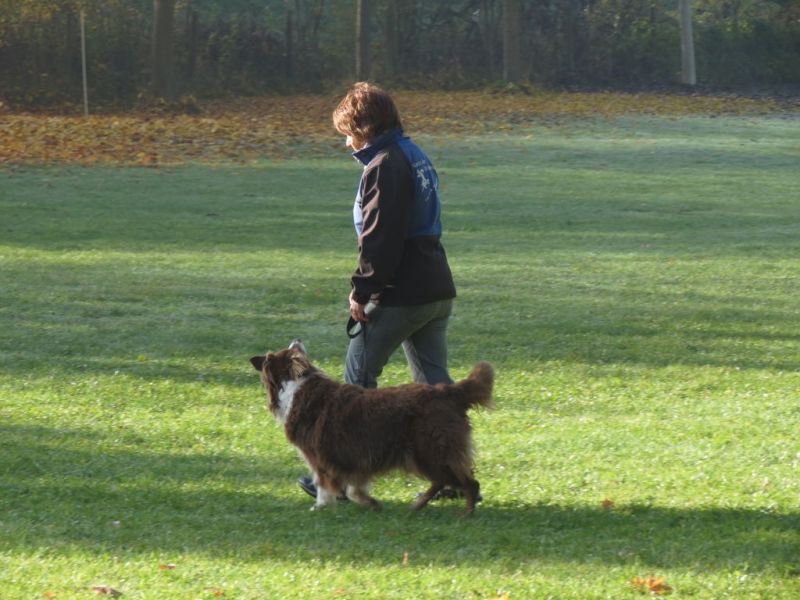 Begleithundeprüfung Herbst 2015