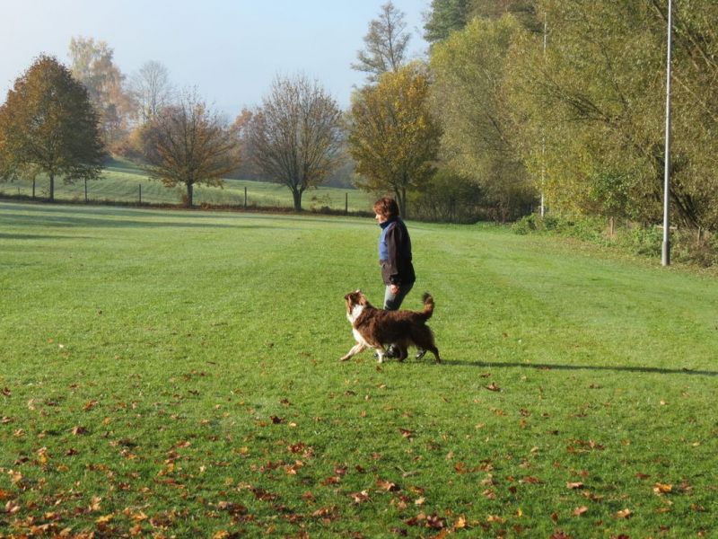 Begleithundeprüfung Herbst 2015