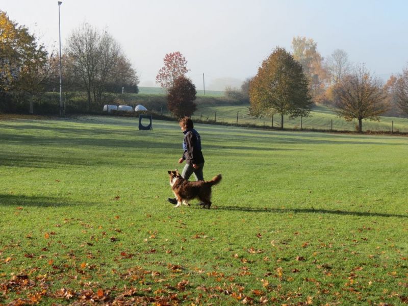 Begleithundeprüfung Herbst 2015