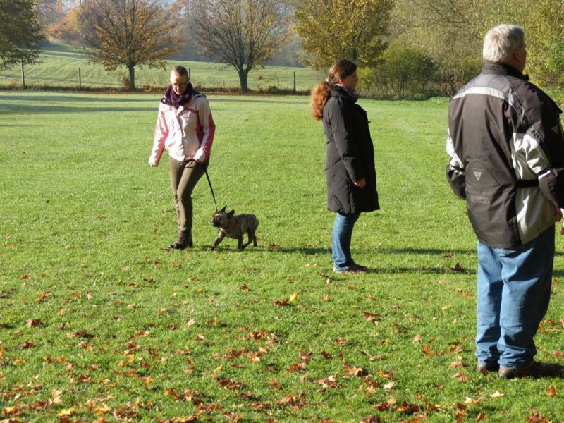 Begleithundeprüfung Herbst 2015