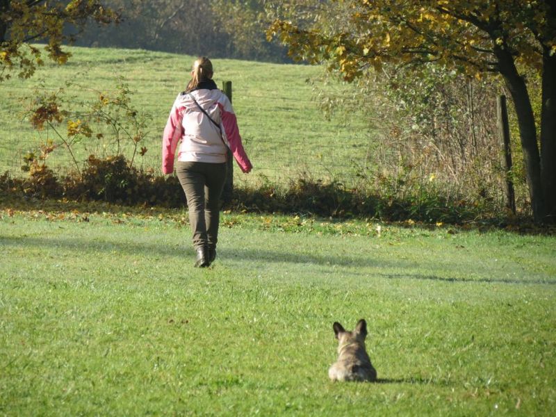 Begleithundeprüfung Herbst 2015