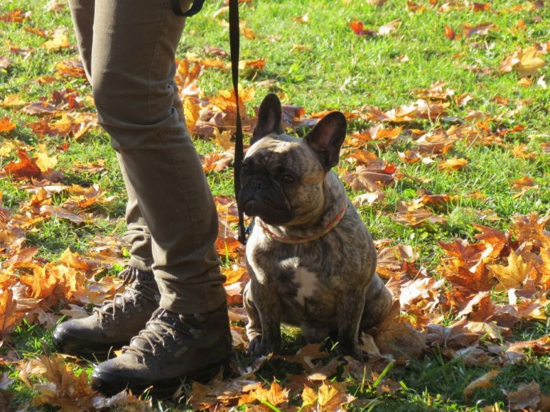 Begleithundeprüfung Herbst 2015