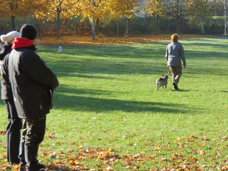 Begleithundeprüfung Herbst 2015