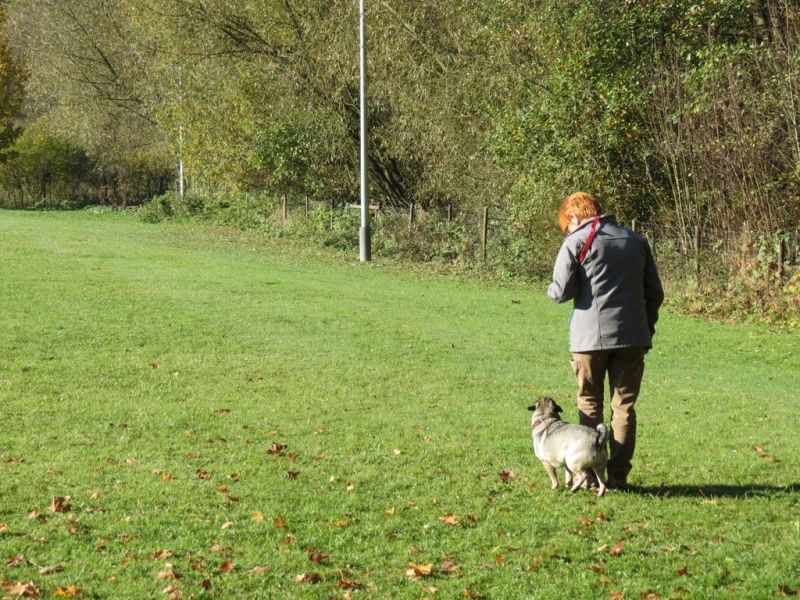 Begleithundeprüfung Herbst 2015