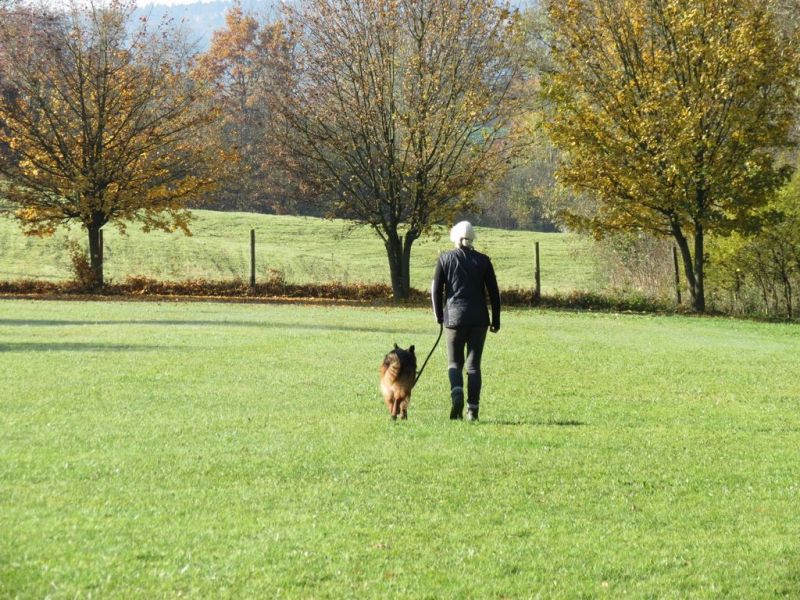 Begleithundeprüfung Herbst 2015