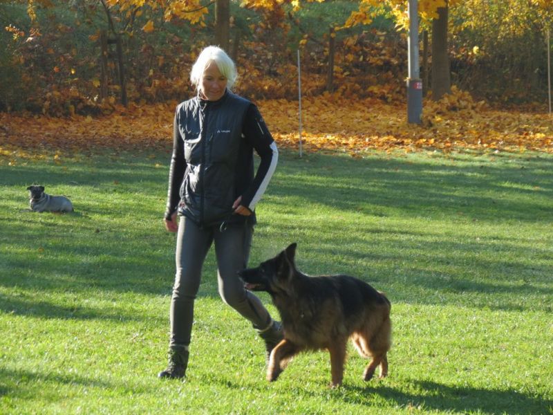 Begleithundeprüfung Herbst 2015