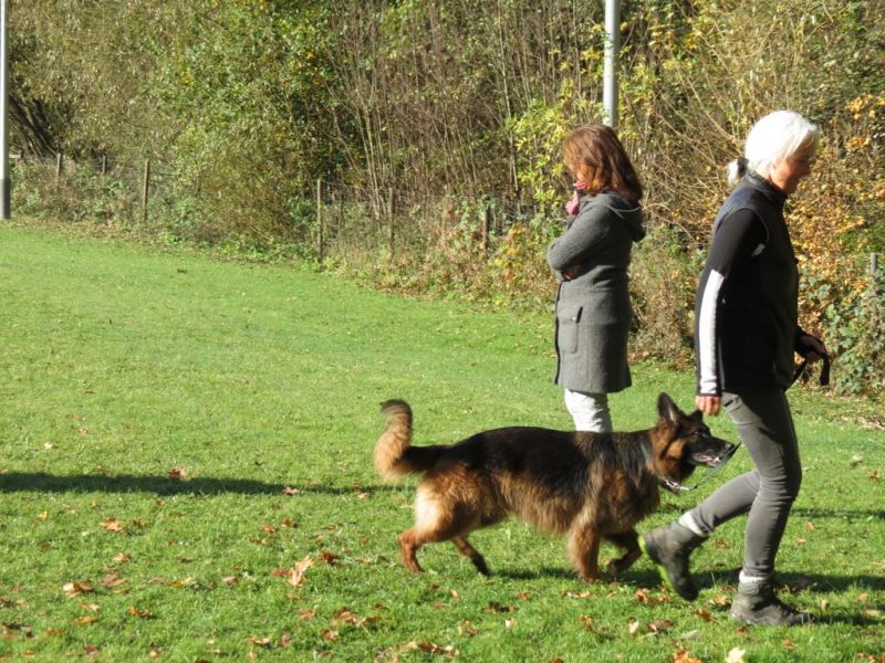 Begleithundeprüfung Herbst 2015