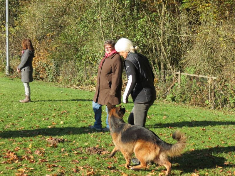 Begleithundeprüfung Herbst 2015