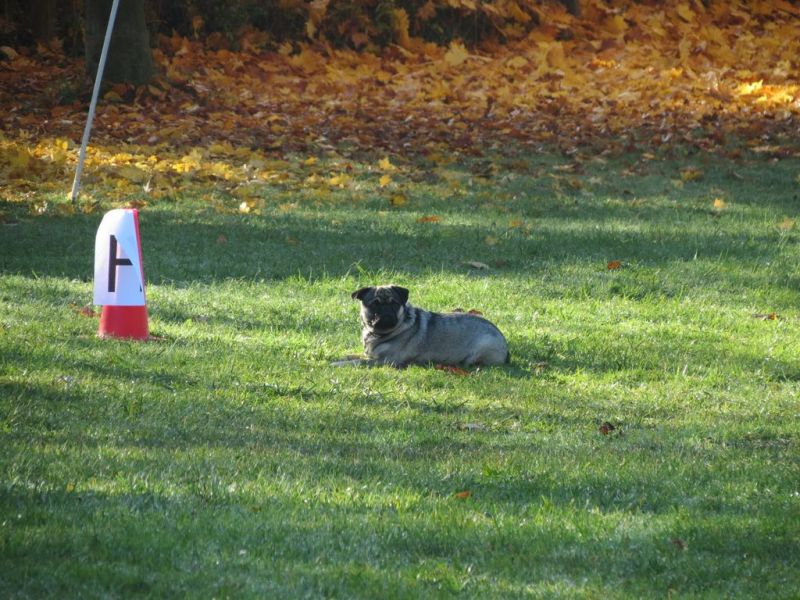 Begleithundeprüfung Herbst 2015