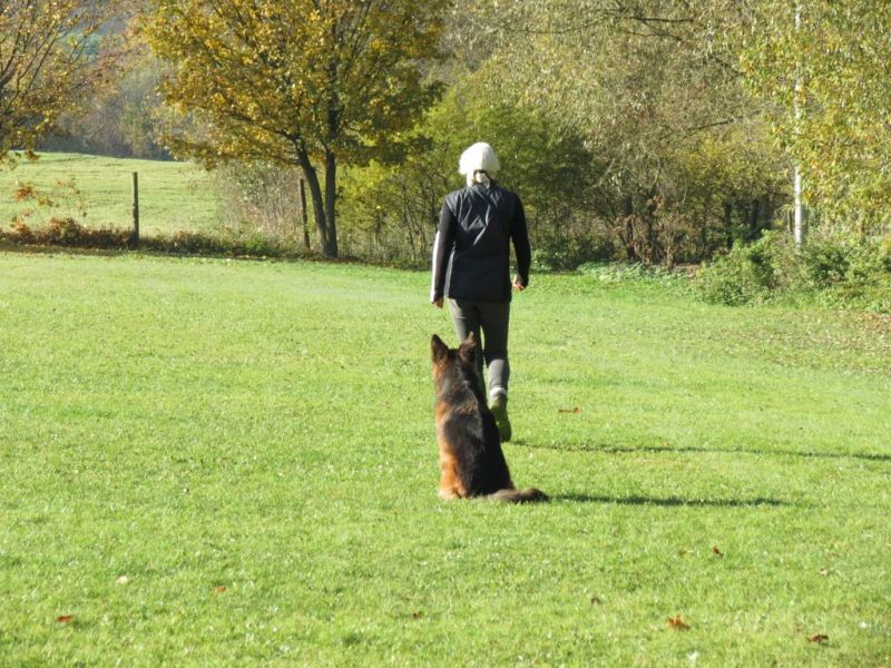 Begleithundeprüfung Herbst 2015