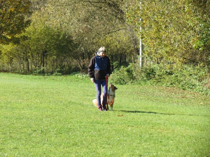Begleithundeprüfung Herbst 2015
