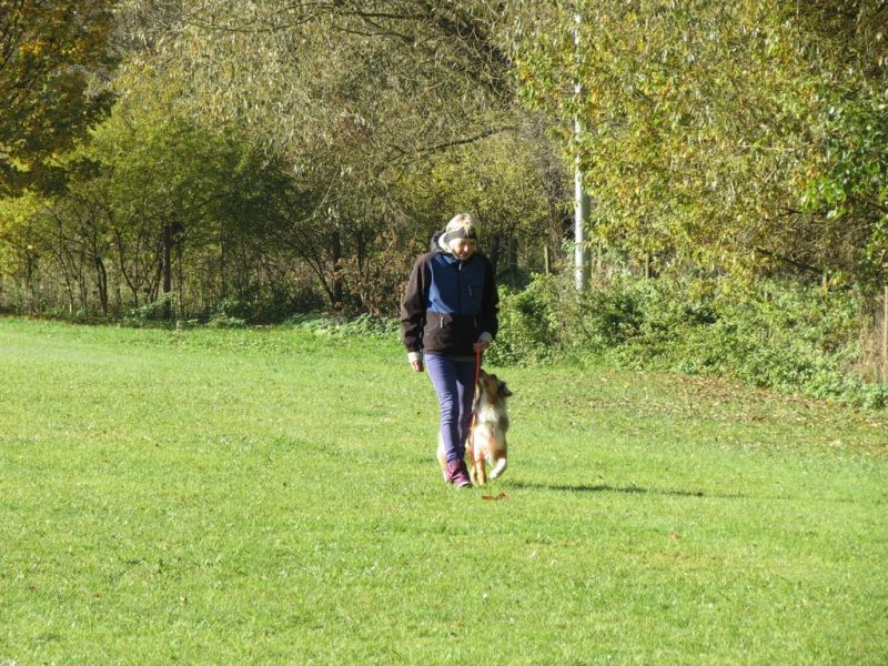 Begleithundeprüfung Herbst 2015