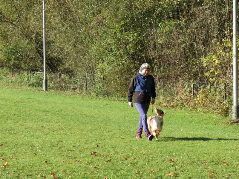 Begleithundeprüfung Herbst 2015
