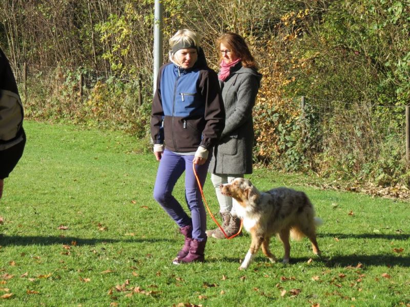 Begleithundeprüfung Herbst 2015