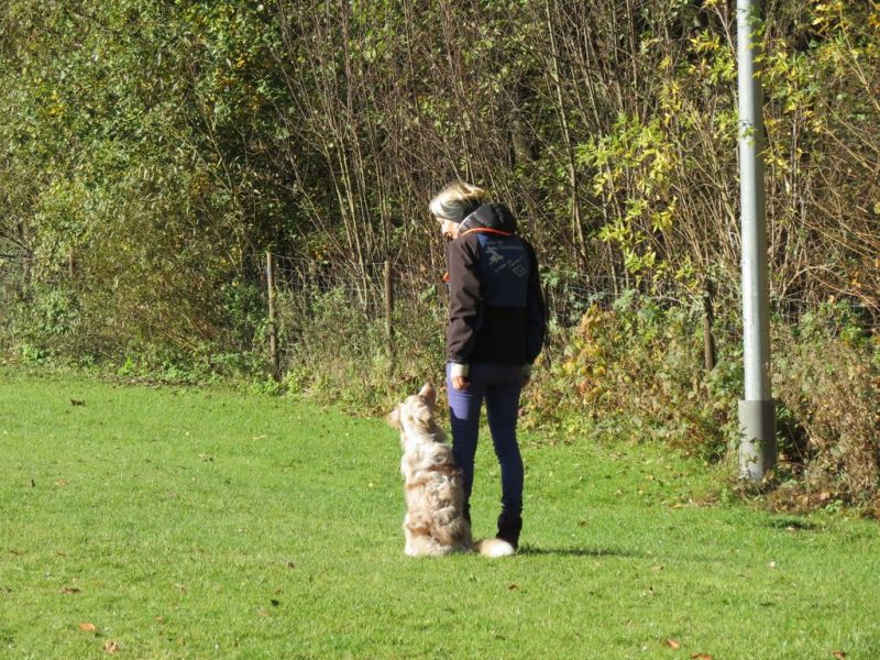 Begleithundeprüfung Herbst 2015