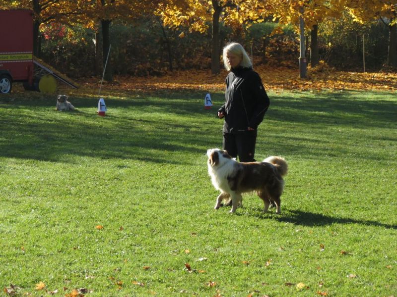Begleithundeprüfung Herbst 2015
