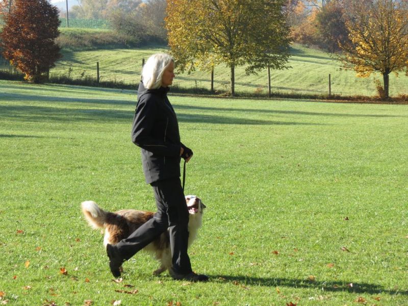 Begleithundeprüfung Herbst 2015