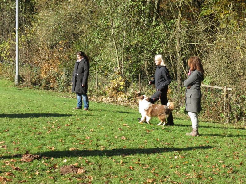 Begleithundeprüfung Herbst 2015