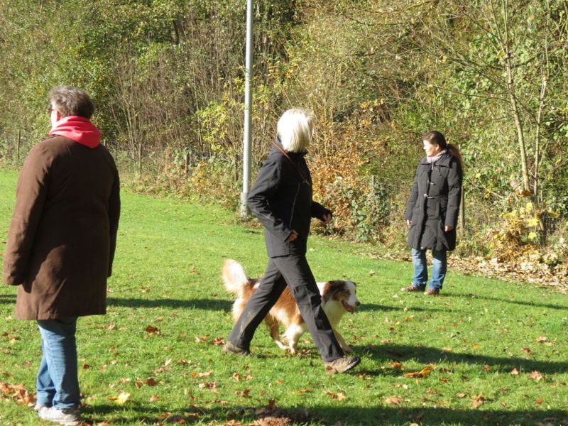 Begleithundeprüfung Herbst 2015