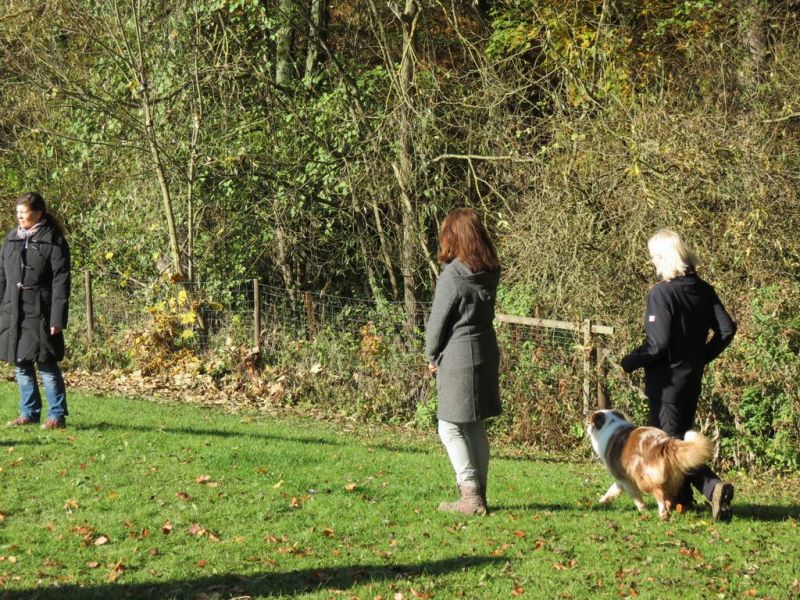 Begleithundeprüfung Herbst 2015
