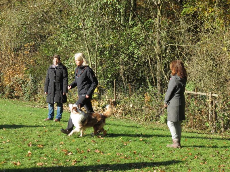 Begleithundeprüfung Herbst 2015