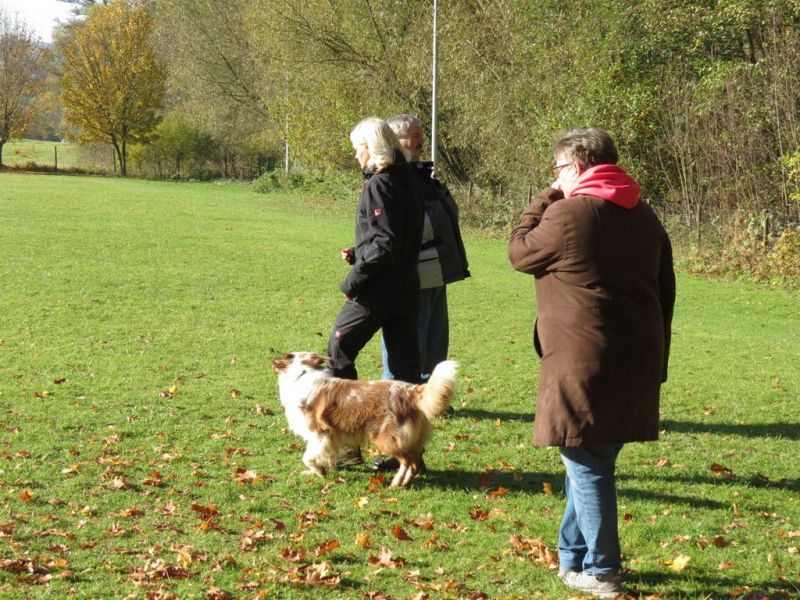 Begleithundeprüfung Herbst 2015