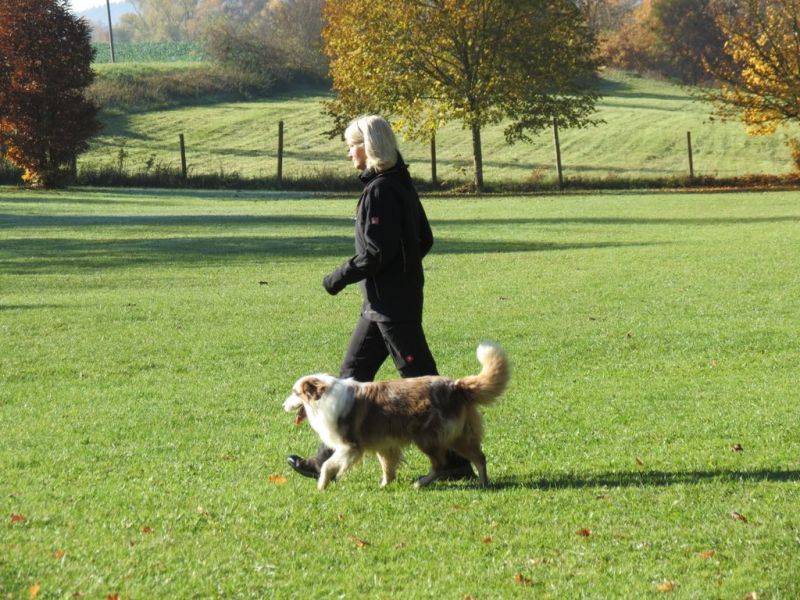 Begleithundeprüfung Herbst 2015