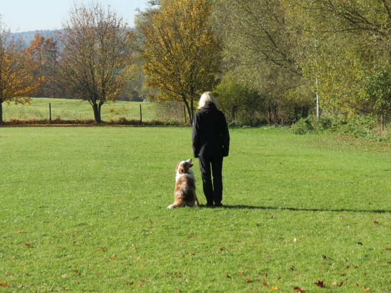 Begleithundeprüfung Herbst 2015
