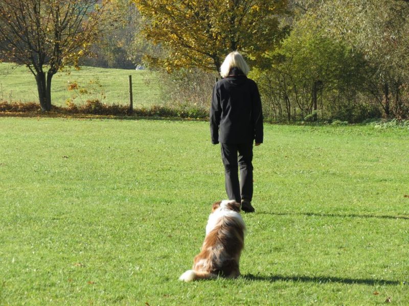 Begleithundeprüfung Herbst 2015