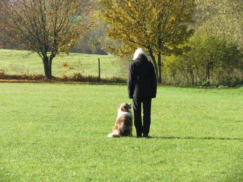 Begleithundeprüfung Herbst 2015