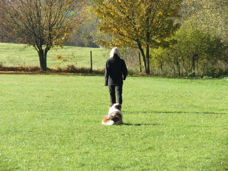Begleithundeprüfung Herbst 2015