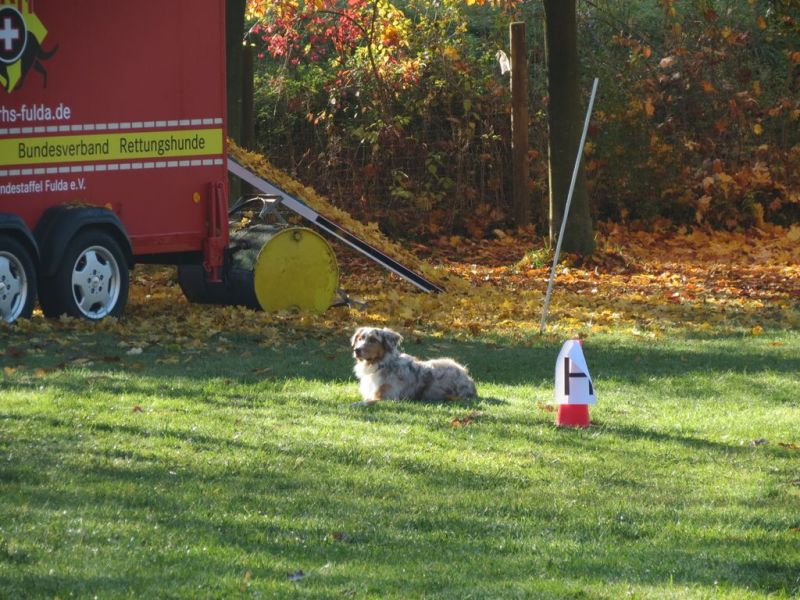 Begleithundeprüfung Herbst 2015