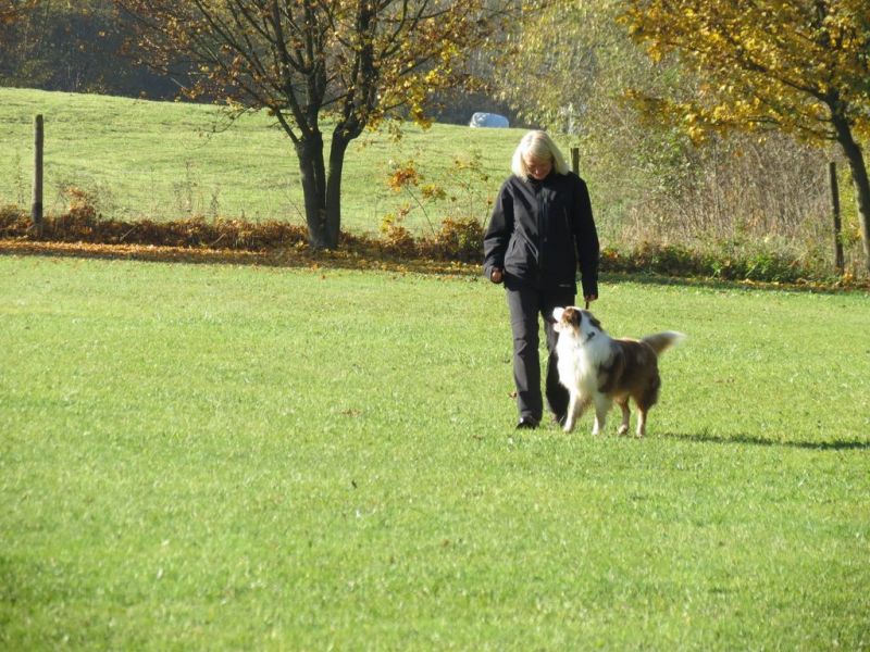 Begleithundeprüfung Herbst 2015