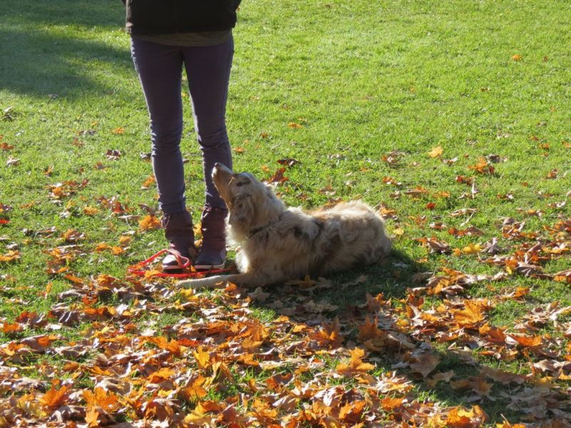 Begleithundeprüfung Herbst 2015