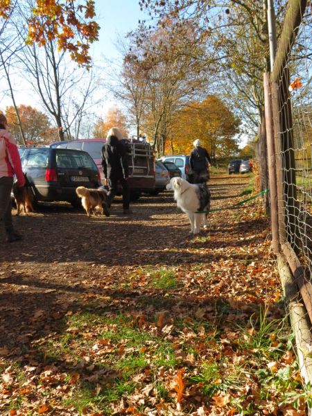 Begleithundeprüfung Herbst 2015