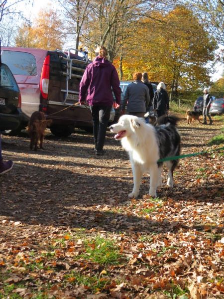 Begleithundeprüfung Herbst 2015