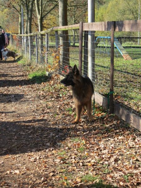 Begleithundeprüfung Herbst 2015