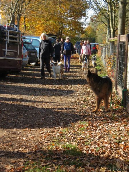 Begleithundeprüfung Herbst 2015