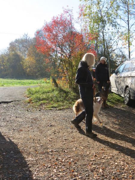 Begleithundeprüfung Herbst 2015