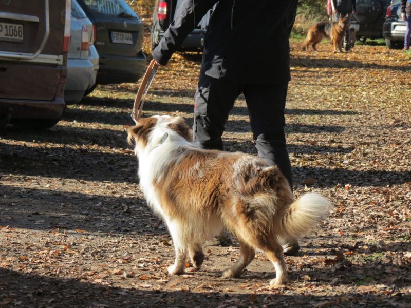 Begleithundeprüfung Herbst 2015