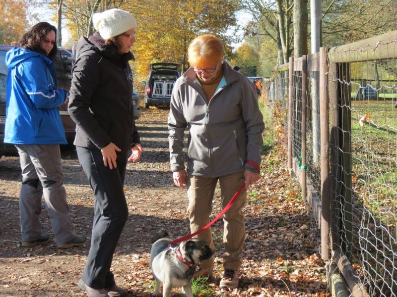 Begleithundeprüfung Herbst 2015