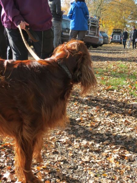 Begleithundeprüfung Herbst 2015