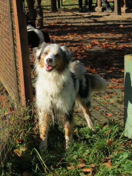 Begleithundeprüfung Herbst 2015