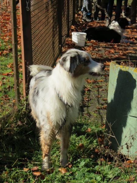 Begleithundeprüfung Herbst 2015