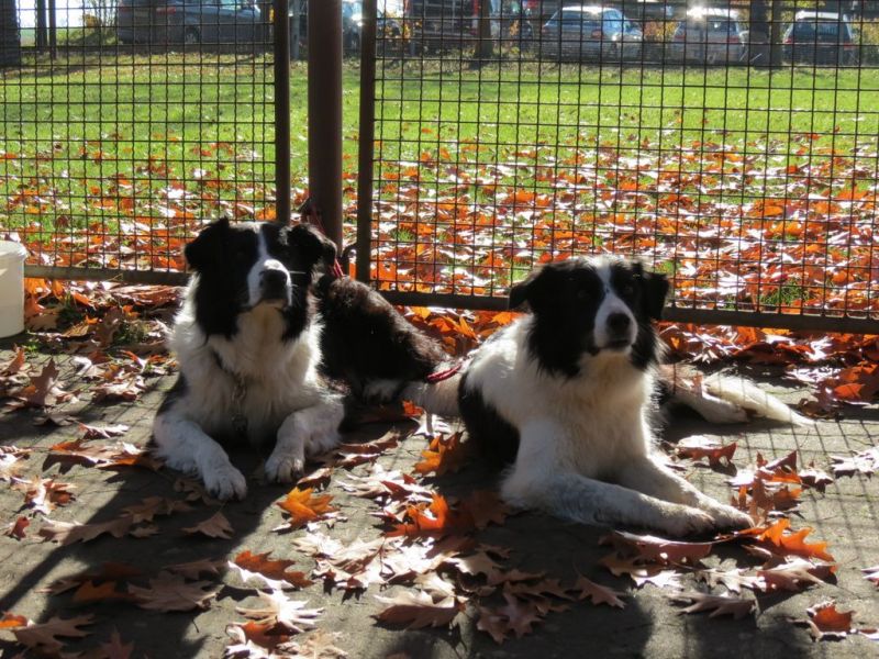Begleithundeprüfung Herbst 2015