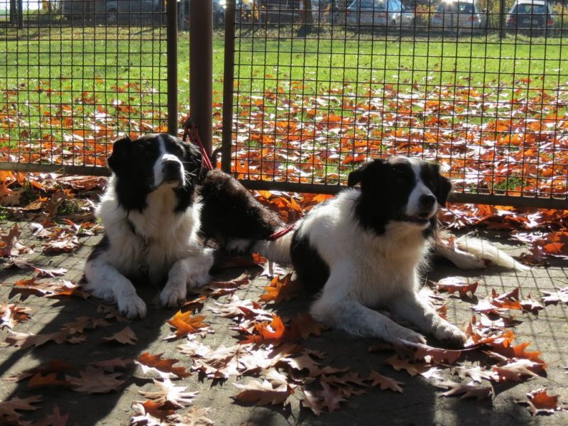 Begleithundeprüfung Herbst 2015