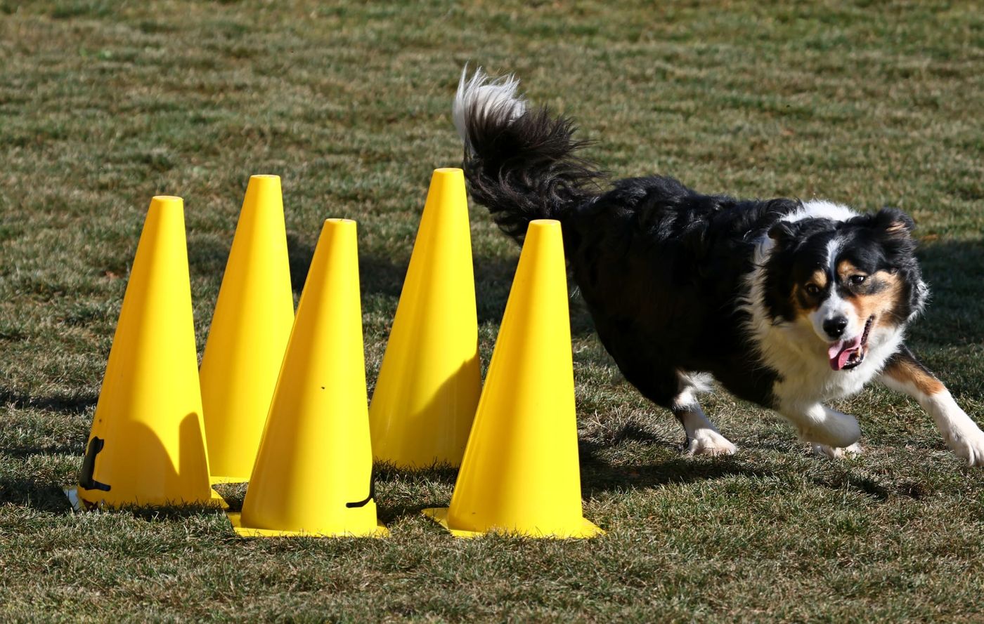 dhv DM Obedience