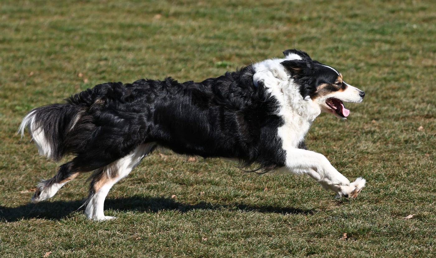 dhv DM Obedience