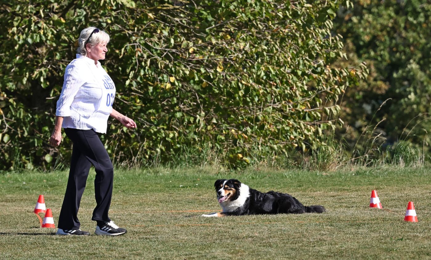 dhv DM Obedience