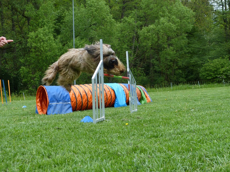 Impressionen Agility